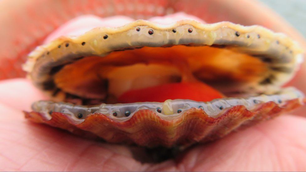 'Sustainable' scallop trial to begin at Scarborough seaweed farm BBC News