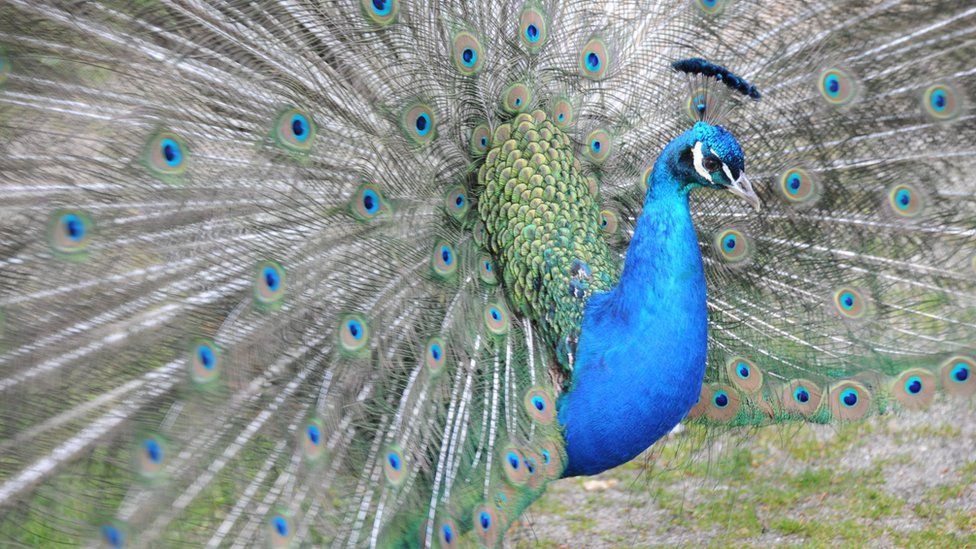 A peacock with its tail