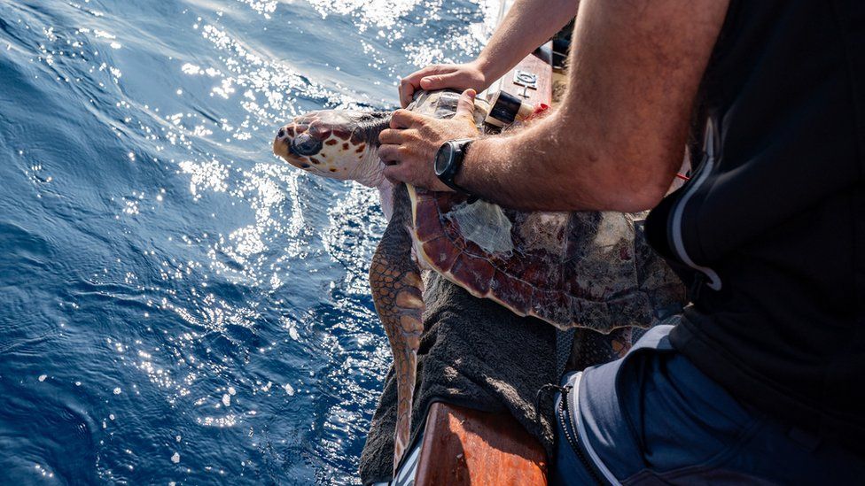 iona-turtle-release.
