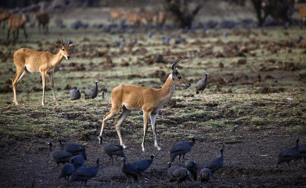 An antelope drinking from a pond in Dinder national reserve, in Sennar state in Sudan, Sudan. / AFP PHOTO 14 April