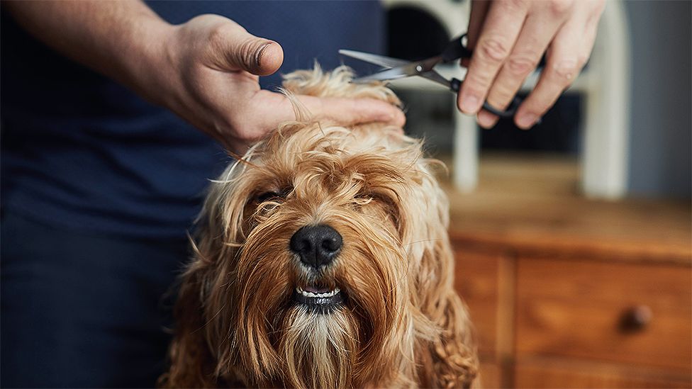Man giving pet dog a haircut