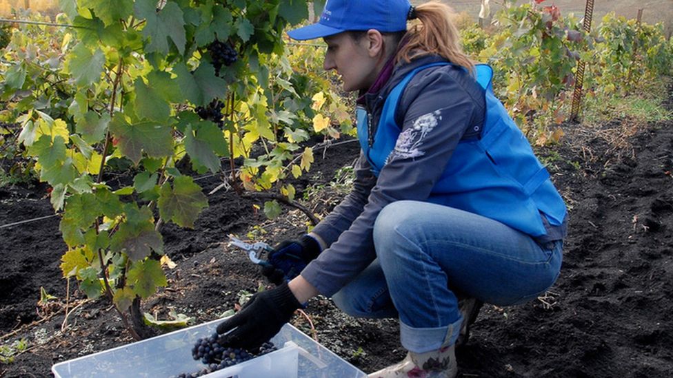 In this picture, a woman wearing wellies, jeans, a baseball cap and gloves picks grapes from the Altai Vine vineyard