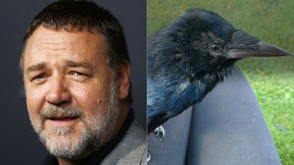 Russell Crowe tweets Russell Crow - BBC News