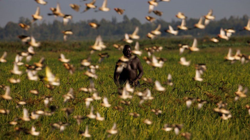 A farmer attempts to scare a flock of red-billed quelea from a rice field on January 15, 2023 in Kisumu, Kenya. Kenyan authorities began aerial spraying of pesticides to control the red-billed quelea bird invasion in the western region of the country.