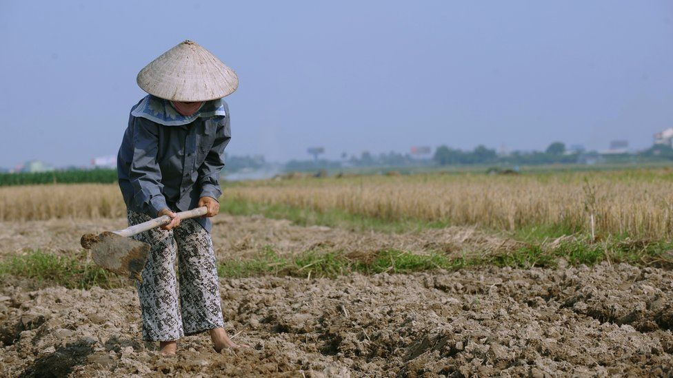 A woman farms land in Vietnam (file image)