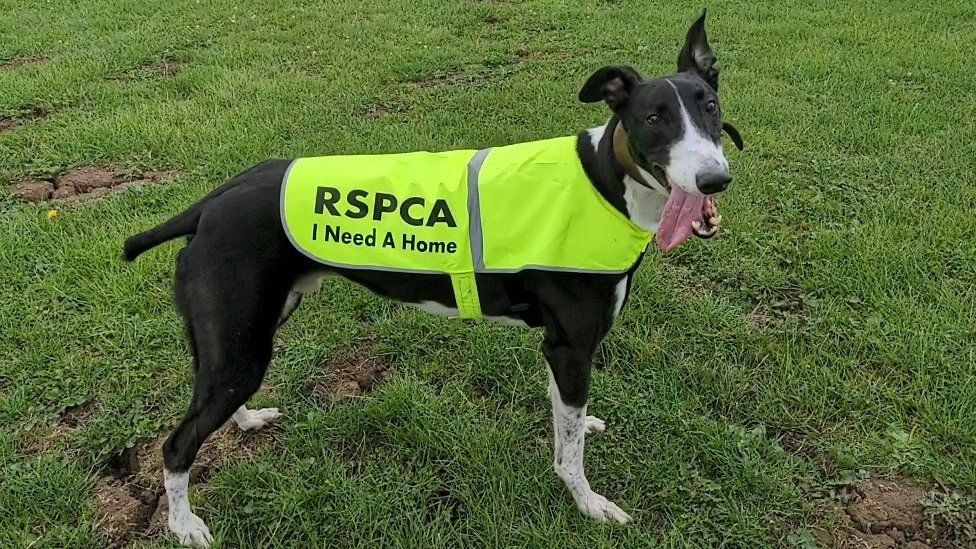 Zeus, a dog, wears a jacked reading "RSPCA I Need A Home"