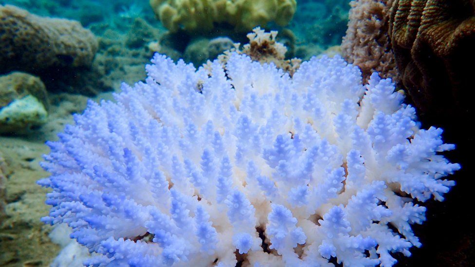White coral with multiple branches