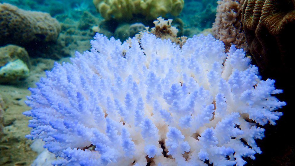 Heatwaves Cook Great Barrier Reef Corals BBC News    100929267 C19f7efd 5d02 4f28 A2da E08c1381f621 