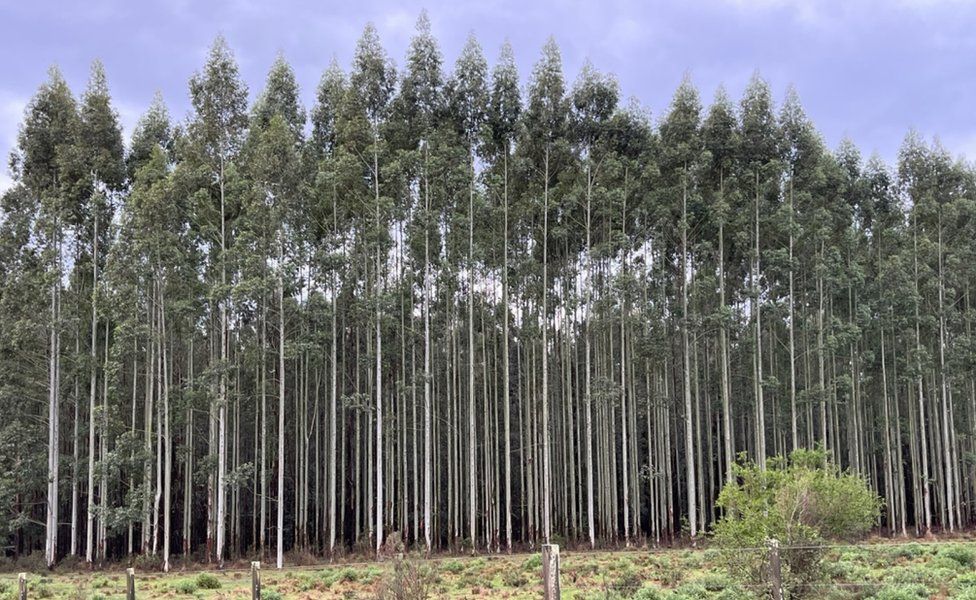 A eucalyptus plantation in Uruguay