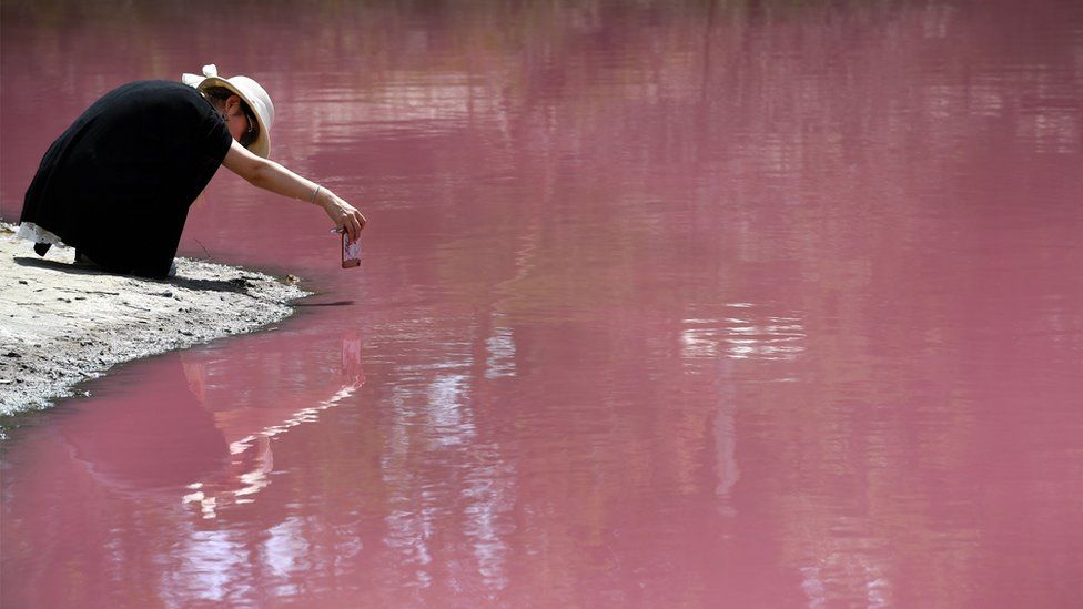 A woman crouches down near the edge of the pink lake to take a photo