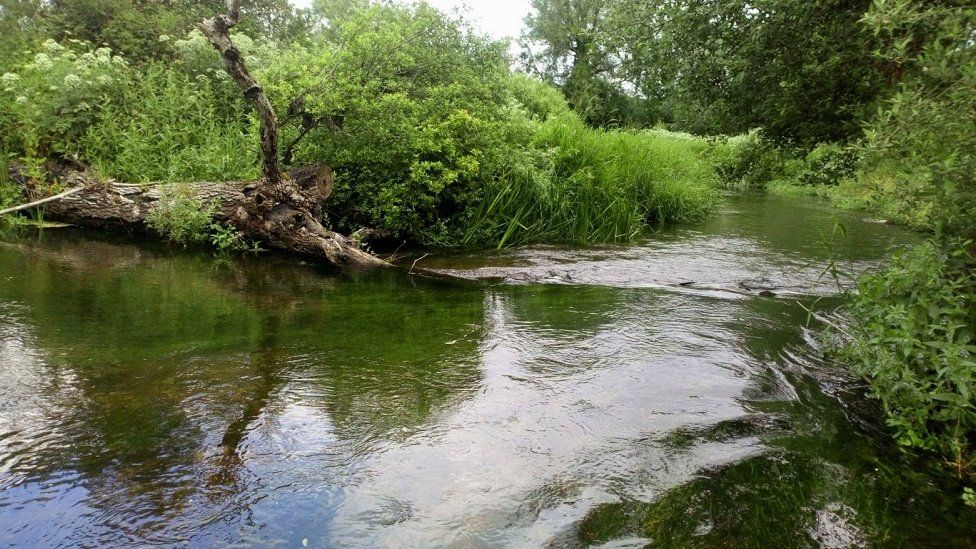 A close-up shot of a clear flowing river, with a fallen tree and lots of greenery