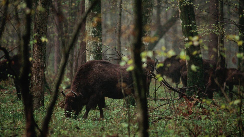 Bison in Bialowieza forest