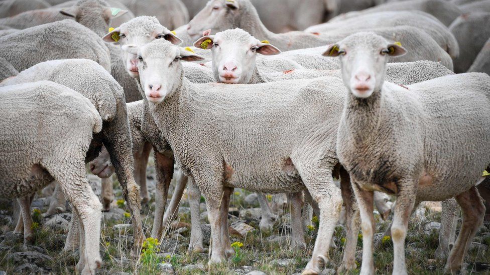 A photograph of freshly-shorn sheep in southeastern France