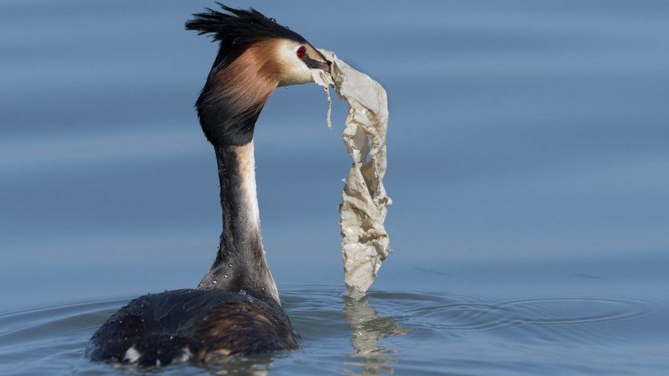 Grebe with plastic