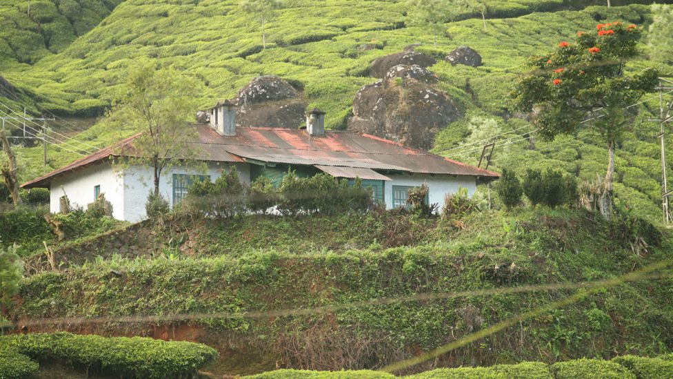 An Indian tea plantation bungalow, Kerala