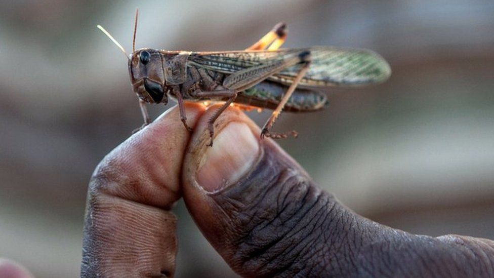 Man holds a locust