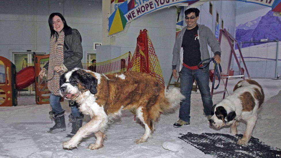 A Dying St Bernard Dog Gets A Snowy Send Off In Manchester c News
