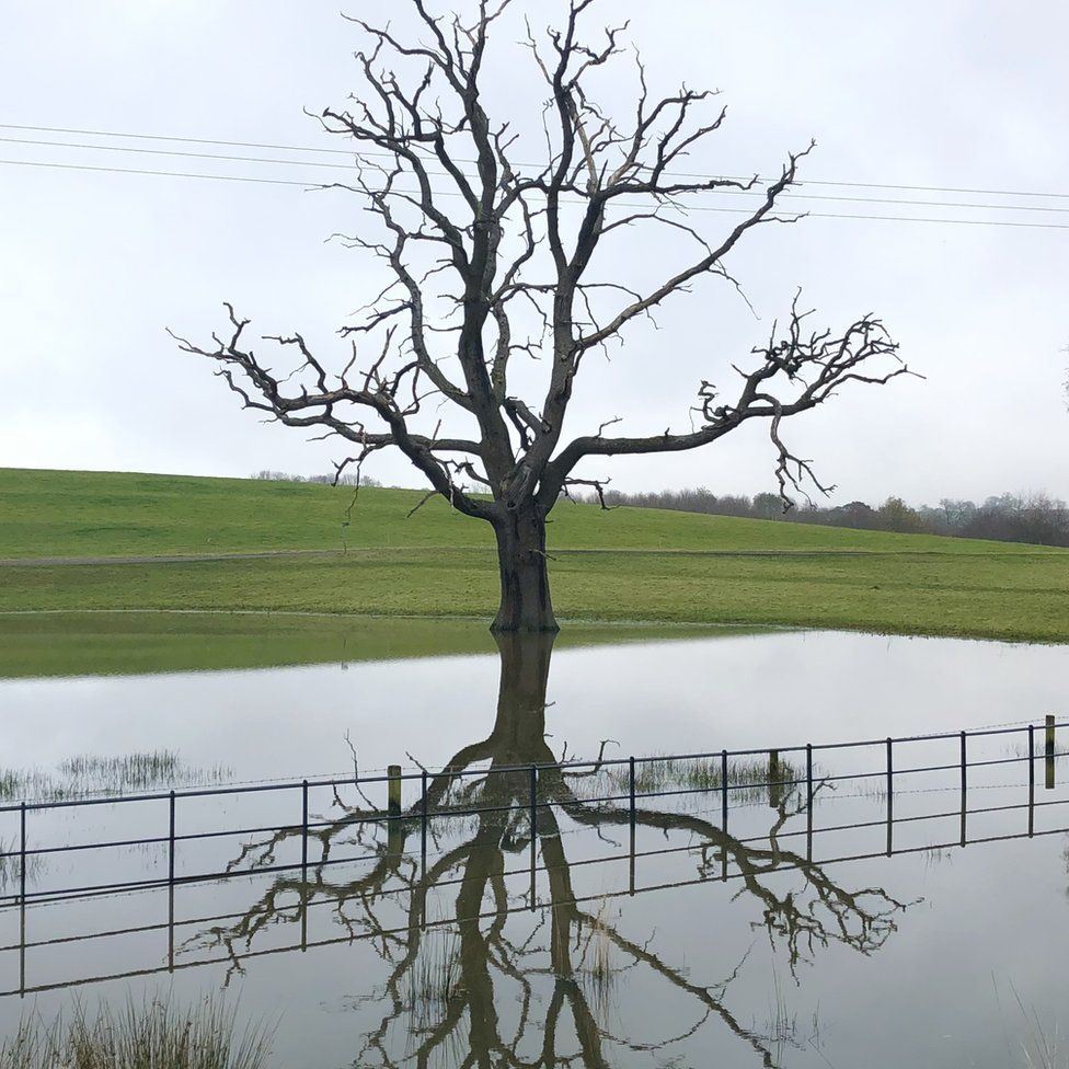 A tree reflected in water