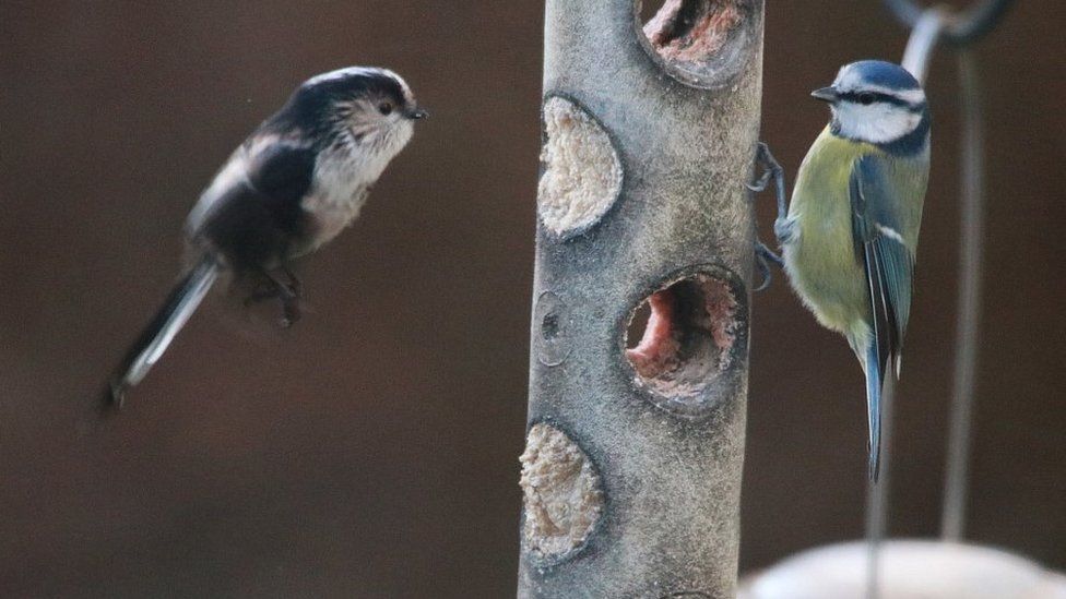Long-tailed tit and blue tit