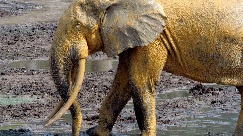 Slow birth rate found in African forest elephants - BBC News