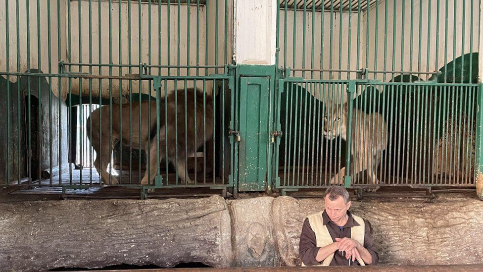 Egypt zoo overhaul plan raises animal welfare fears - BBC News