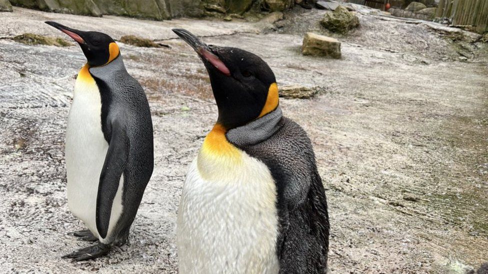 Spike stood close to the camera, stood next to another penguin on a rock floor