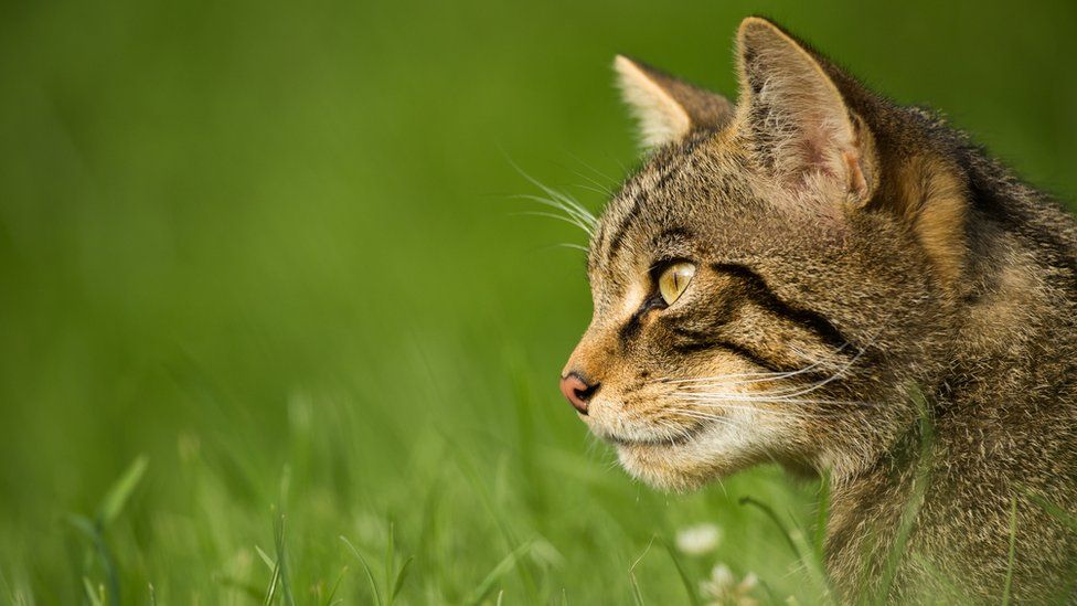 Scottish wildcats are at risk of extinction, research finds - BBC Newsround