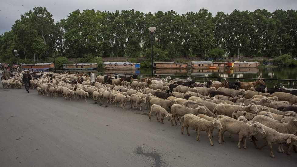 A shepherd walks with his sheep on a road in Srinagar.