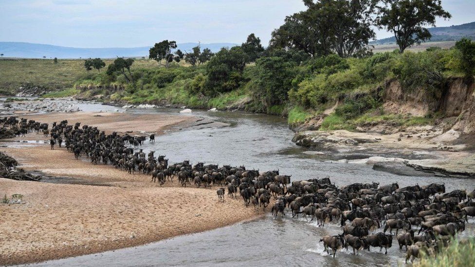 Wildebeest crossing from Tanzania to Kenya - aJuly 18, 2020 Wildebeests run across a sandy riverbed of the Sand River as they arrive into Kenya's Maasai Mara National Reserve from Tanzania's Serengeti National Park during the start of the annual migration July 18, 2020