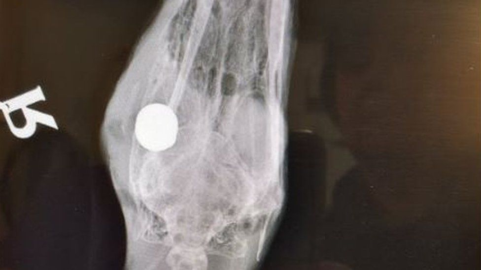 An X-Ray of one of the injured swans