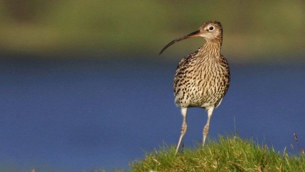 The eurasian curlew