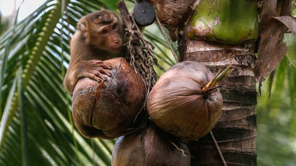 Monkey picks coconuts