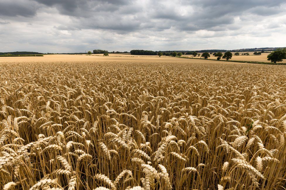 Wheat fields in Warwickshire