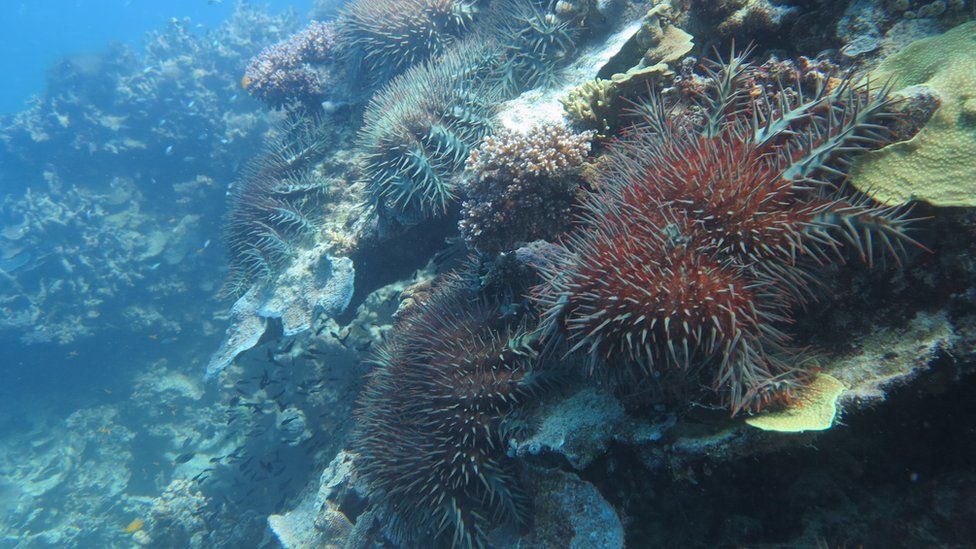 Crown-of-thorns starfish on the Great Barrier Reef