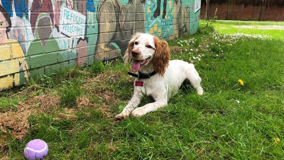 A spaniel-type dog in a park in Bridgwater