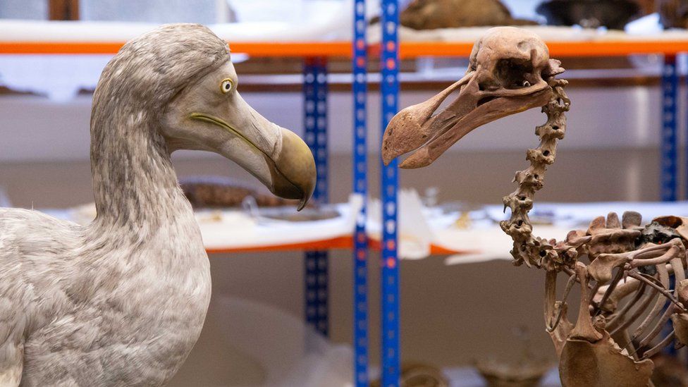 Dodo model and skeleton