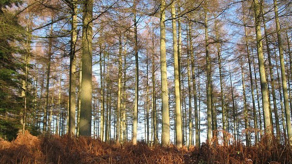 Picture of larch tree forest