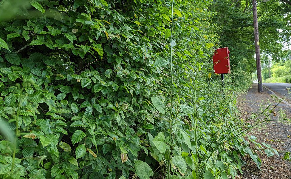 The overgrown footpaths near where Janice Parker lives