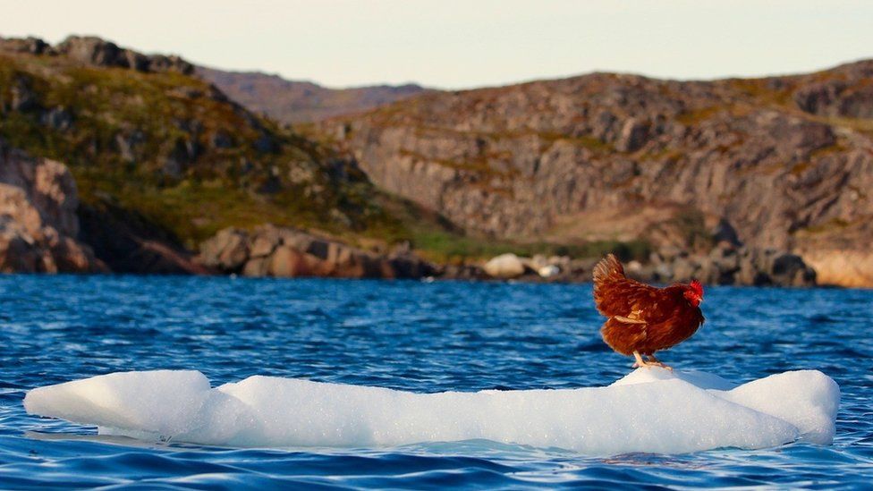 Monique the hen standing on a block of ice in the sea in Greenland