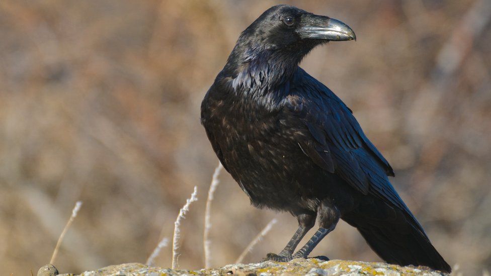 Another raven was found dead in Powys