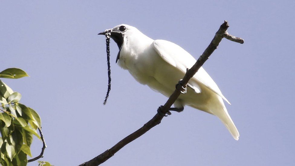 white bellbird
