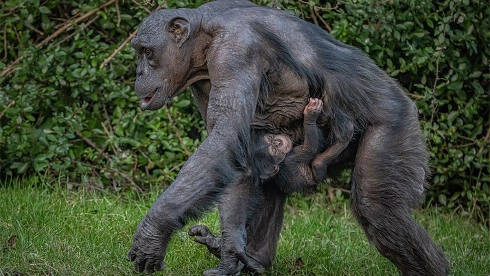 Baby chimpanzee being held closely by mum Alice