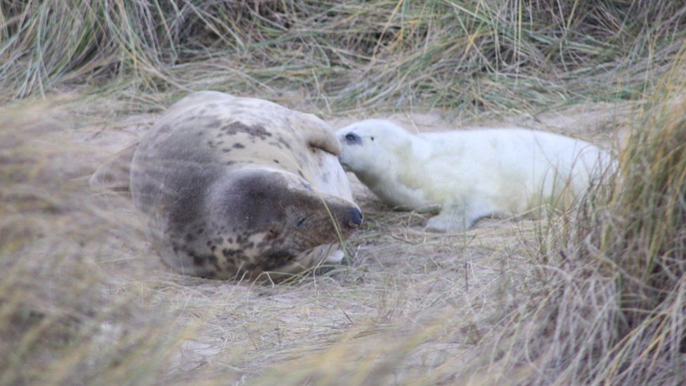 Mother seal and pup at Horsey, Norfolk