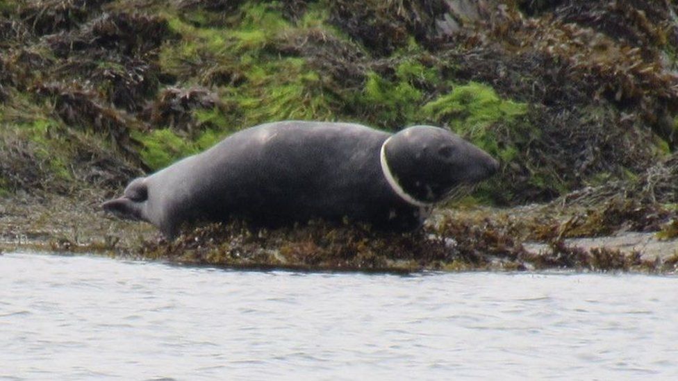 Seal with object stuck around its neck