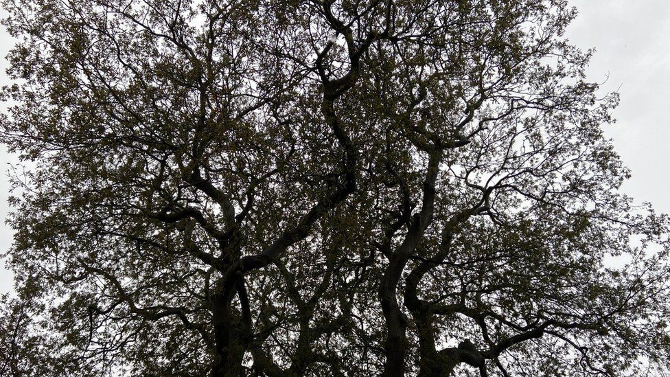 Oak tree canopy