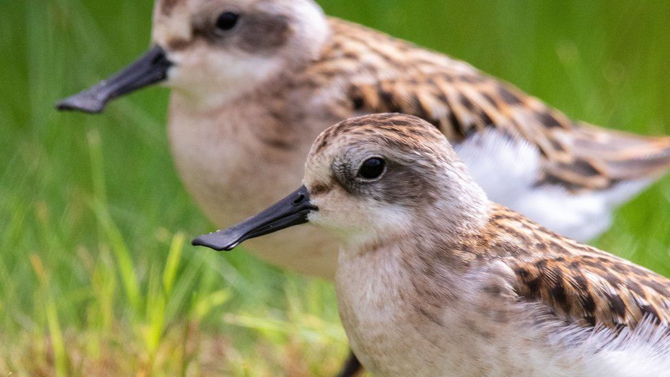 Spoon-billed sandpipers