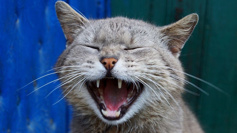 All cats in UK will have to be microchipped under new rules BBC Newsround