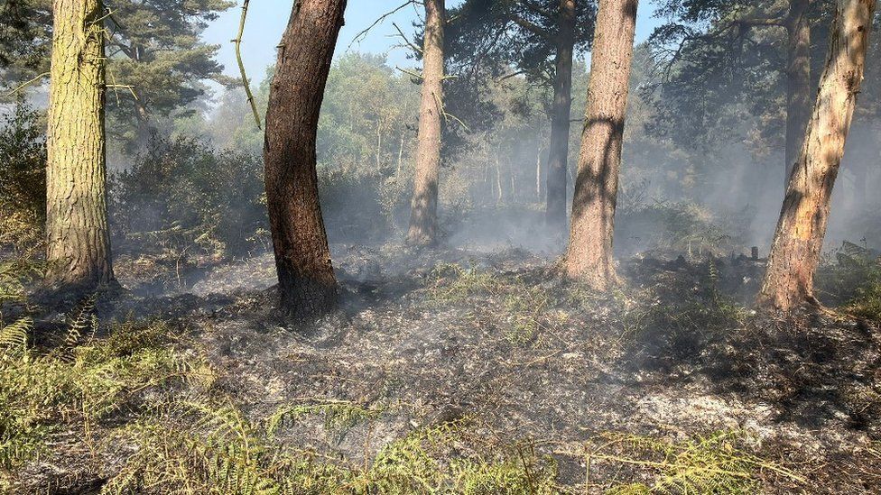 Scorched grassland and trees