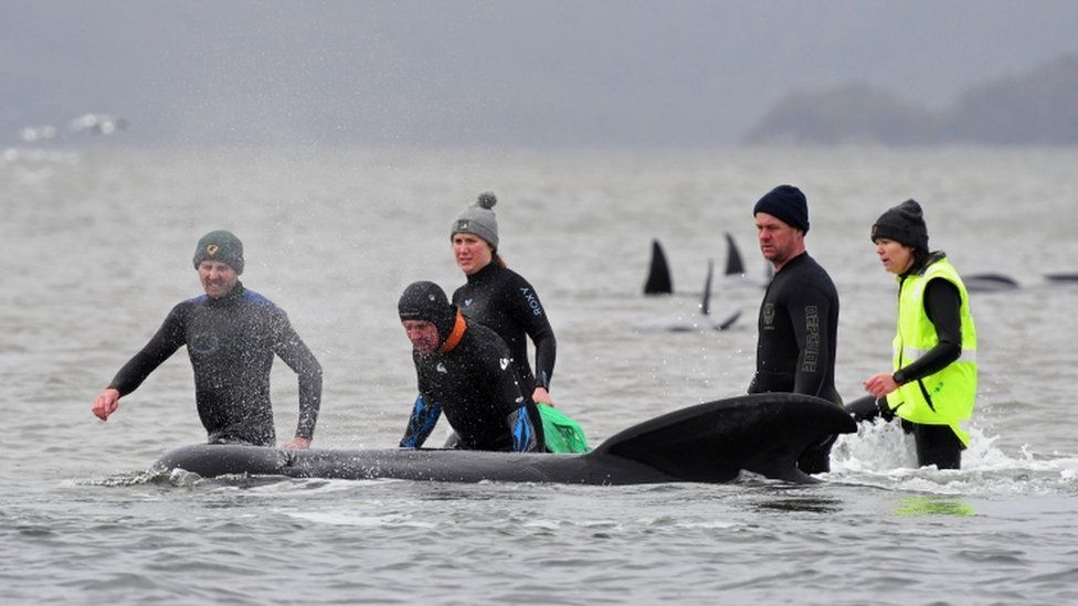 Rescuers help a whale stranded in shallow surf