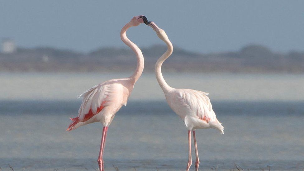 Flamingos, Cyprus